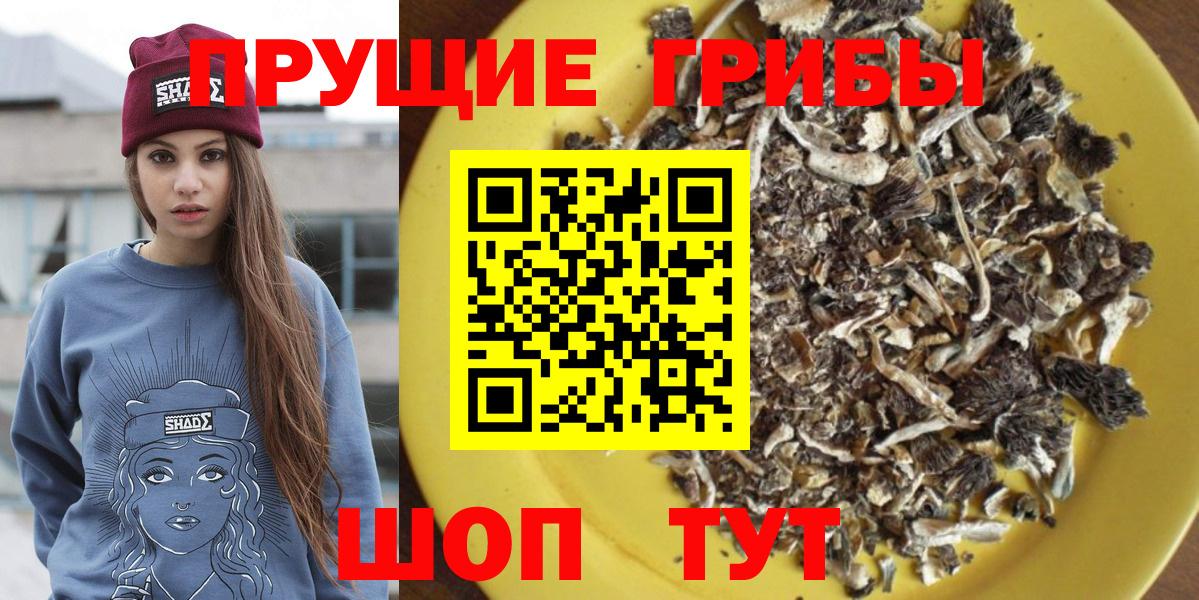 Псилоцибиновые грибы Psilocybe Кизилюрт